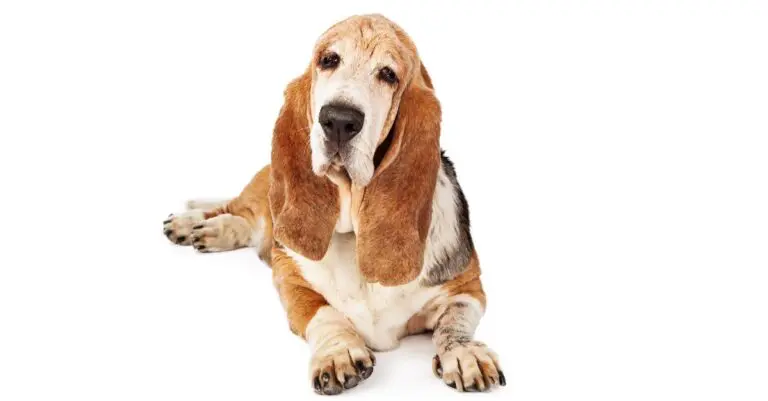 cute bloodhound lying down