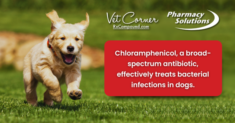 Chloramphenicol for dogs